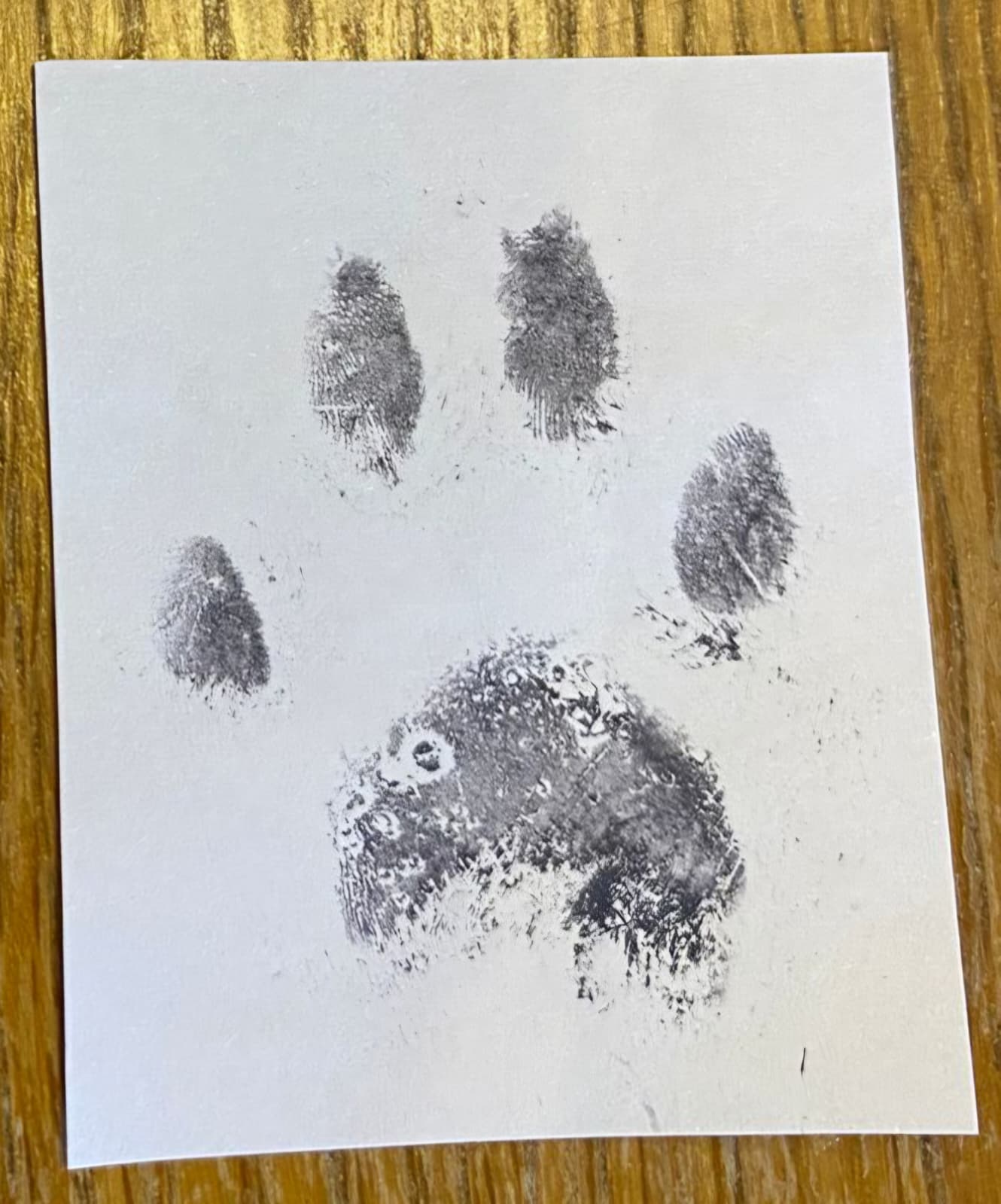 Pet Embroidered Pawprint Framed Keepsake